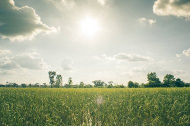 güneş ışığı ve pirinç alan