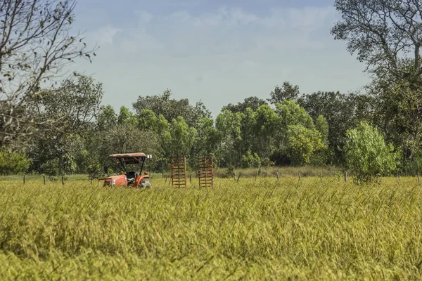 Трейлер вантажівки на рисовому полі — стокове фото