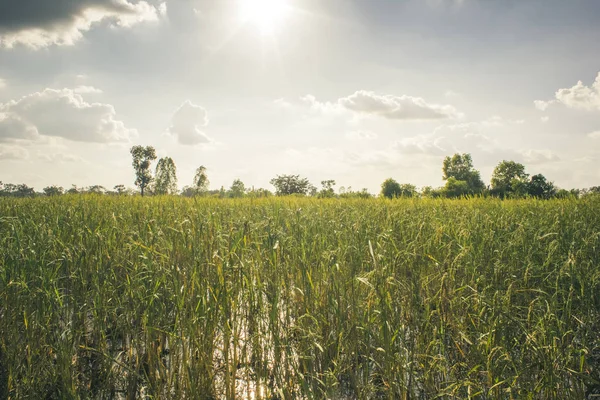 Luz solar e campo de arroz — Fotografia de Stock