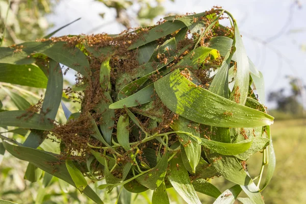 Home for ants or red ants — Stock Photo, Image