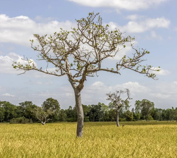 Arbre dans la rizière Photos De Stock Libres De Droits