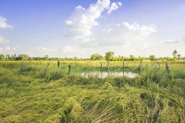 Lagoa ou piscina no campo de arroz Imagem De Stock