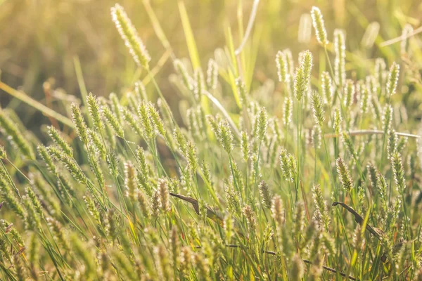 Fond d'herbe du soir Photos De Stock Libres De Droits