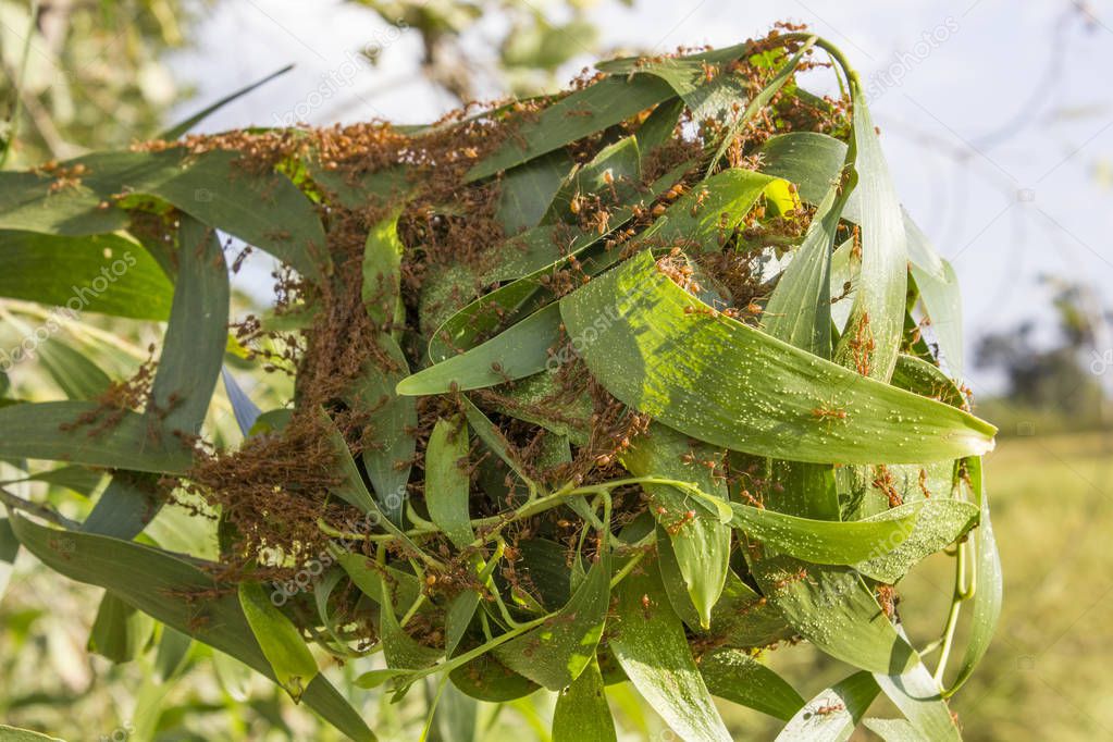 Home for ants or red ants