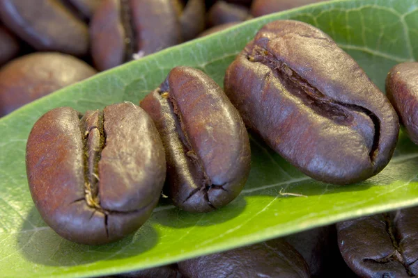 Les grains de café sur les feuilles ferment Photo De Stock