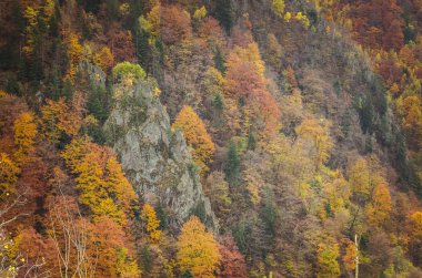 orman sonbahar manzarası.