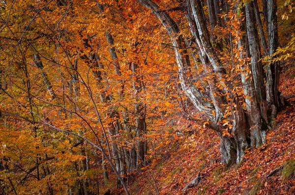 Paisagem florestal de outono . — Fotografia de Stock
