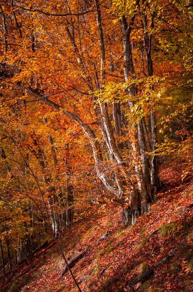 Jesień krajobraz las. — Zdjęcie stockowe