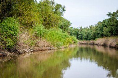 Tuna Deltası Tulcea County, Romanya. 