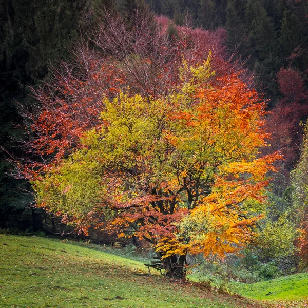 Four season tree. — Stock Photo, Image
