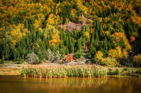 Sonbahar manzara. Sonbaharda forest yakınındaki küçük göl. 