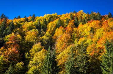 Sonbahar manzara Mountain