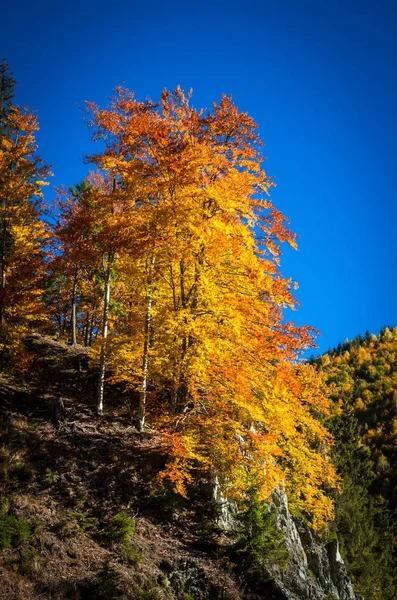 Paysage d'automne à la montagne — Photo