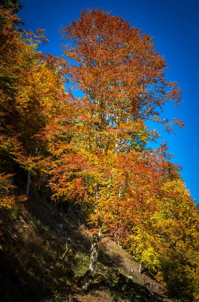 Paisagem de outono na montanha — Fotografia de Stock