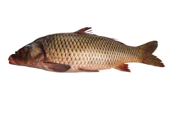 Peixe cru fresco isolado em branco — Fotografia de Stock