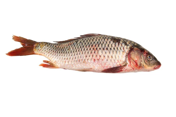 Peixe cru fresco isolado em branco — Fotografia de Stock