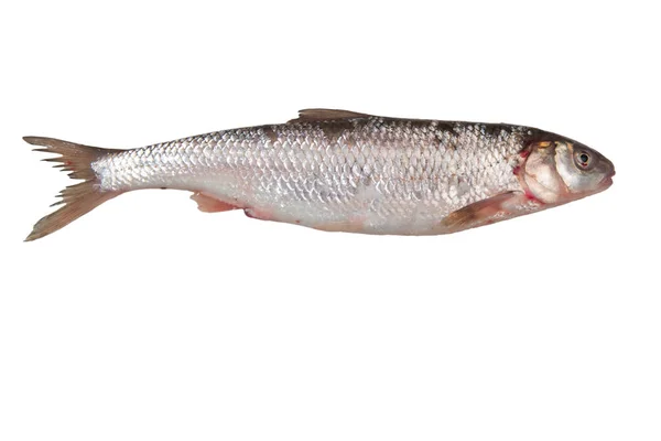 Taze çiğ balık beyazı izole etti — Stok fotoğraf