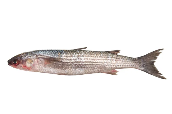 Peixe cru fresco isolado em branco — Fotografia de Stock