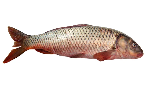 Poisson cru frais isolé sur blanc — Photo