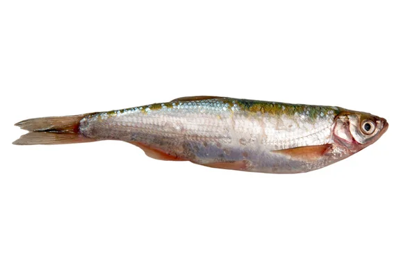 Čerstvé syrové ryby izolované na bílém — Stock fotografie