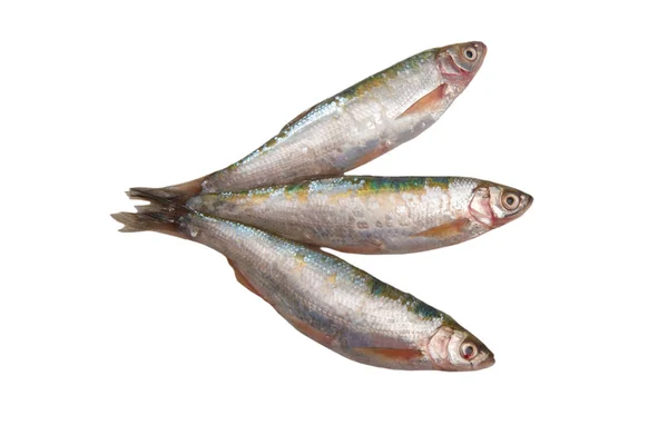 Verse rauwe vis geïsoleerd op wit — Stockfoto