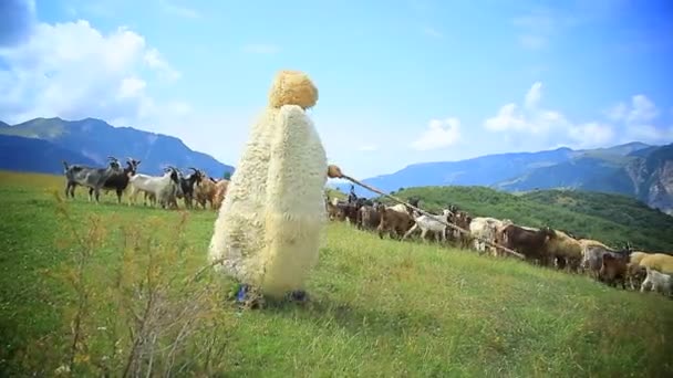 Koyun sürüsü ile çoban — Stok video