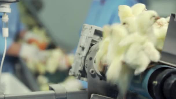 Lote Filhotes Recém Nascidos Movimento Transportador Aves Indústria Agrícola Seleção — Vídeo de Stock