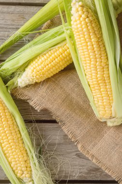 Olgun sarı mısır üzerinde tutuyordu. Ahşap arka plan