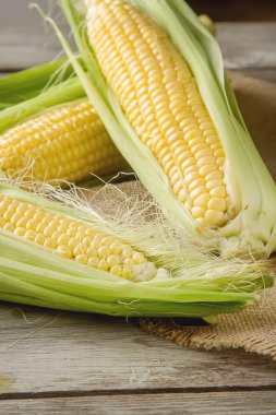 Olgun sarı mısır üzerinde tutuyordu. Ahşap arka plan