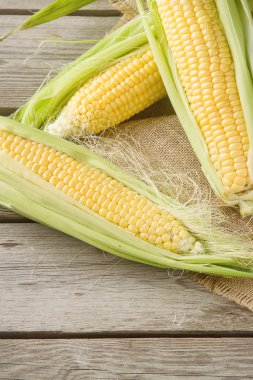 Olgun sarı mısır üzerinde tutuyordu. Ahşap arka plan