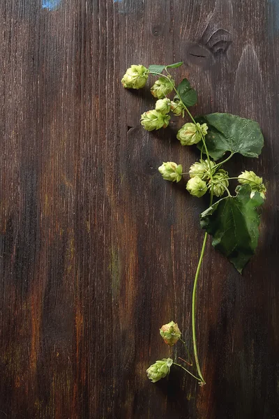 Stile vintage. Ingrediente di produzione della birra. Fresco raccolto tutto ho — Foto Stock