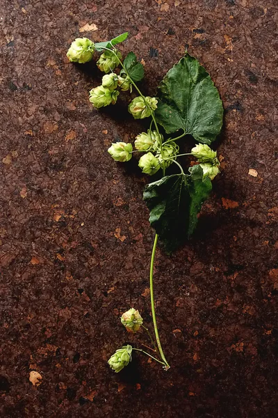 Estilo vintage. Ingrediente de producción de cerveza. Recién recogido ho entero — Foto de Stock