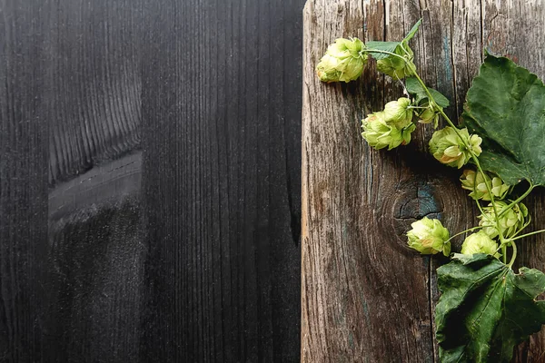 Estilo vintage. Ingrediente de producción de cerveza. Recién recogido ho entero — Foto de Stock