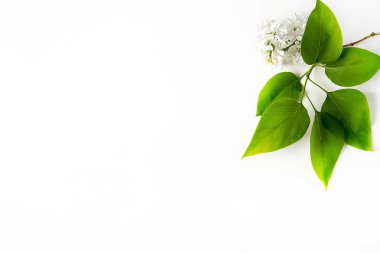 Bahar çiçekleri. Eflatun çiçekler Beyaz ahşap zemin üzerinde. En iyi VI