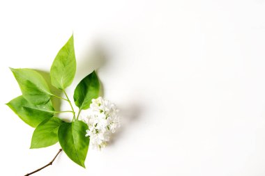 Bahar çiçekleri. Eflatun çiçekler Beyaz ahşap zemin üzerinde. En iyi VI