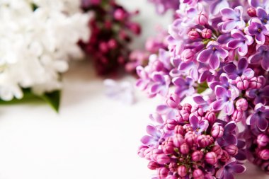 Bahar çiçekleri. Eflatun çiçekler Beyaz ahşap zemin üzerinde. En iyi VI