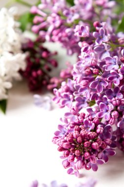 Bahar çiçekleri. Eflatun çiçekler Beyaz ahşap zemin üzerinde. En iyi VI