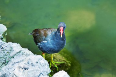 Gallinula chloropus suda. Gölde bir kuş.