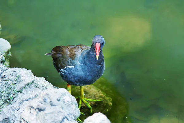 Gallinula chloropus in water. A bird on the lake. — Stock Photo, Image