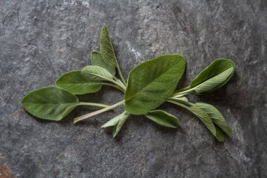 İtalyan otlar. Adaçayı. Lezzetli vejetaryen yemek. Koyu arka plan.