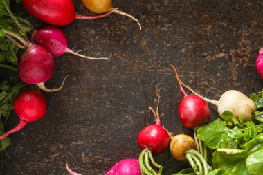 Taze renkli turp aldı. Sebze yetiştirme. Vejetaryen