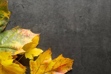Sarı sonbahar yaprakları. Koyu gri arka plan. Üstten Görünüm