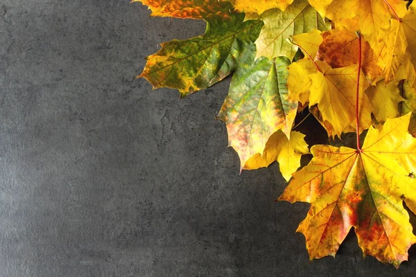 Sarı sonbahar yaprakları. Koyu gri arka plan. Üstten Görünüm