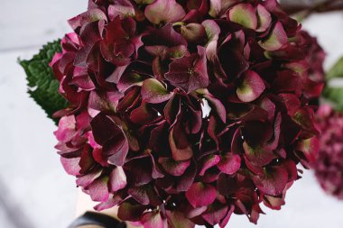 Ortanca şarap bordo renk. Güzel çiçek. Beyaz backgr