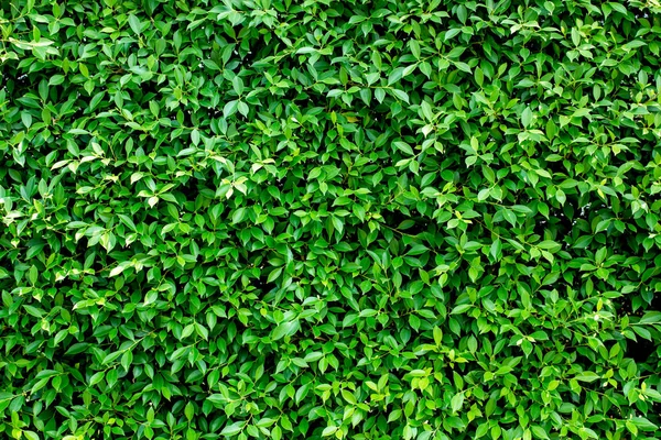 Green abstract wall background — Stock Photo, Image