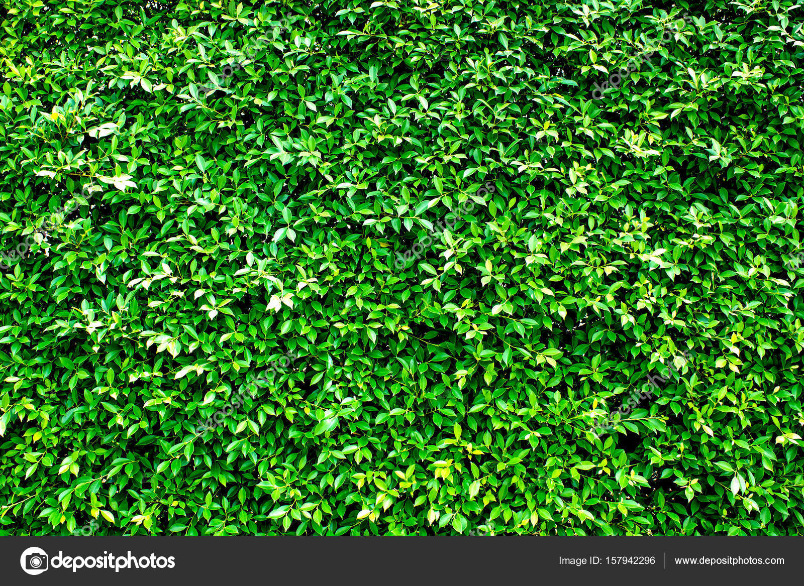 Green leaves for background/Green leaves wall texture background Stock  Photo by ©ookawa 157942296
