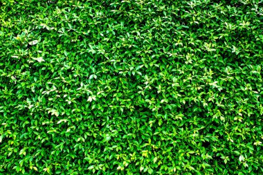 Arka plan/yeşil yaprakları duvar doku arka plan için yeşil yaprakları