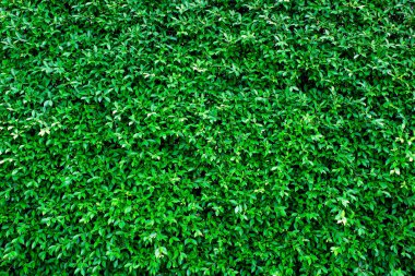 arka plan için doğal yeşil arka plan/yeşil yaprakları