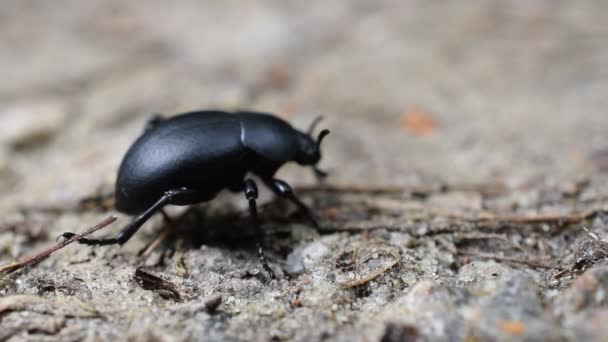 Svart carabus skalbagge i naturlig miljö — Stockvideo