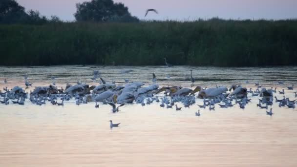 Große Pelikane fressen im Morgengrauen auf dem Wasser — Stockvideo